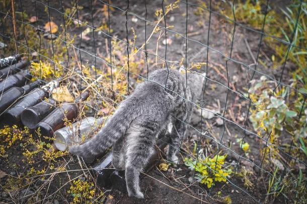 灰色小猫爬通过指已提到的人栅栏