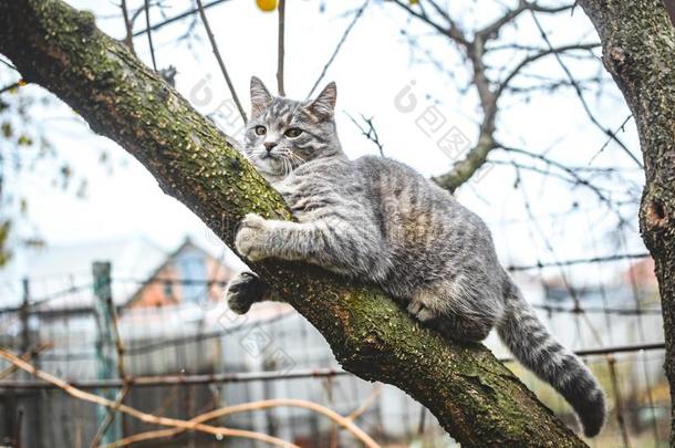 灰色小猫爬一干的干燥的树一nd附着于向它