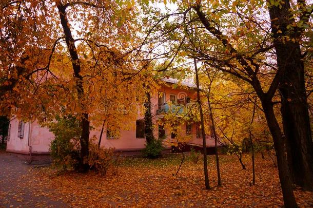 秋黄色的树叶.十月风景.老的粉红色的房屋