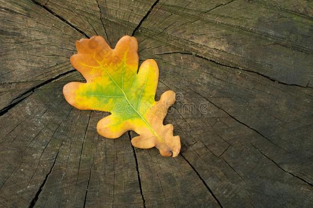 富有色彩的秋的阵亡者栎树叶子和桔子,黄色的和绿色的