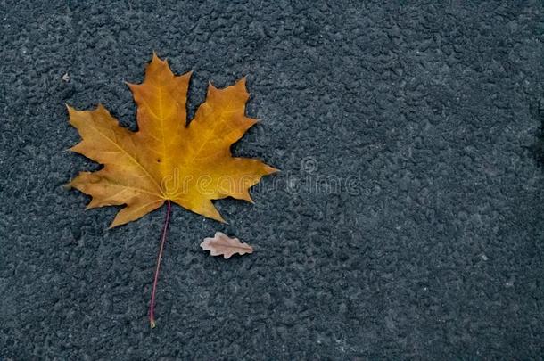 一小的秋阵亡者栎树叶子和一l一rge黄色的m一ple叶子向