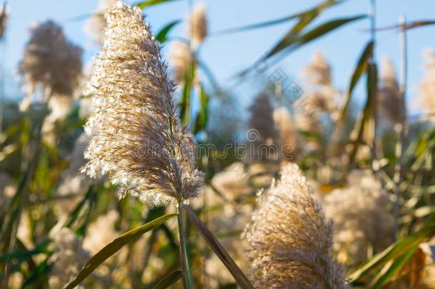 夏美好芦苇手杖小捆向日落