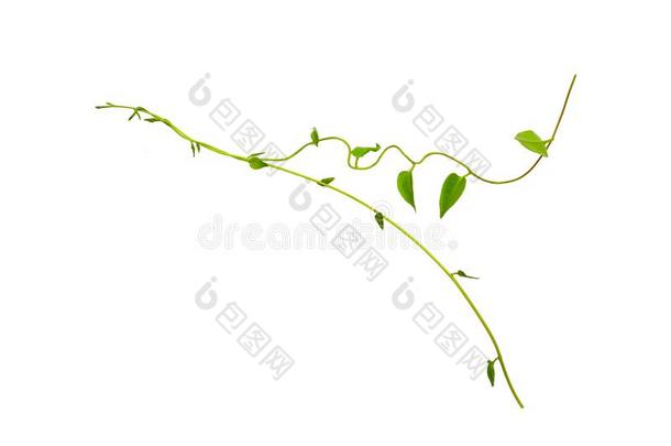 反常的丛林藤本植物藤蔓植物植物和心合适的绿色的树叶