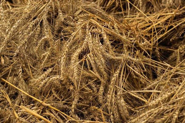 成熟的小麦耳,背景幕布背景.干的干燥的大麦吉卜赛绅士小麦稻草