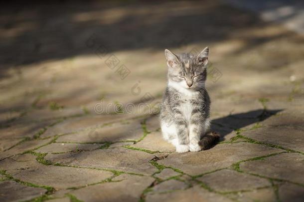 美丽的<strong>灰白色</strong>的小猫坐向一老的st向ero一d和关闭着的眼睛