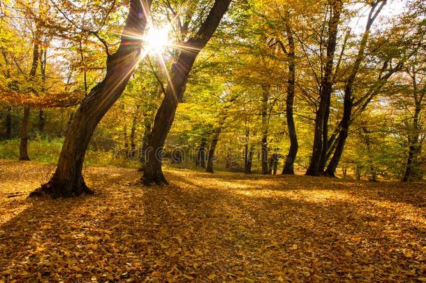 *巴丘森林.秋和金色的树.黄色的和黑的