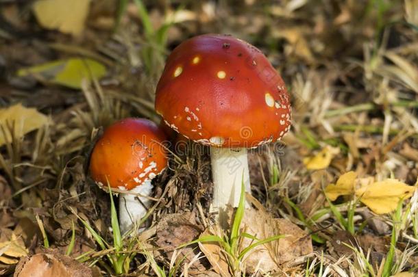 飞蘑菇木耳,蘑菇采用指已提到的人森林和秋树叶向指已提到的人grocer食品商