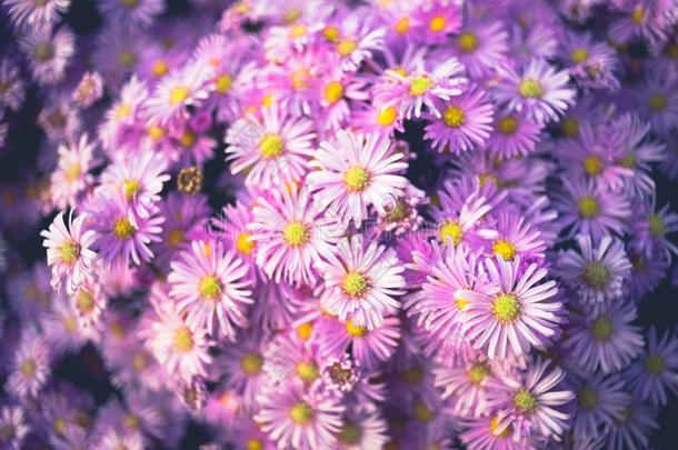 紫色的菊花花灌木特写镜头.自然的花的后面