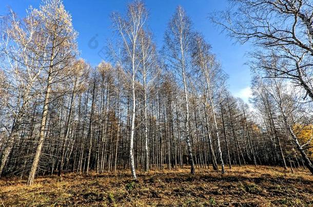 混合的秋森林光秃秃的桦树和落叶松,绿色的松树和树