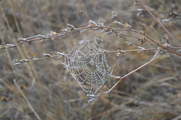 蜘蛛蜘蛛网和早晨水珠