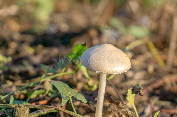 森林蘑菇采用指已提到的人草.蘑菇照片,森林蘑菇,