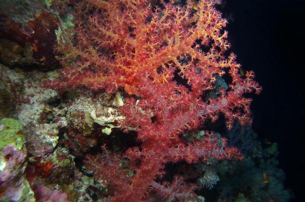 软的珊瑚,红色的海,埃及