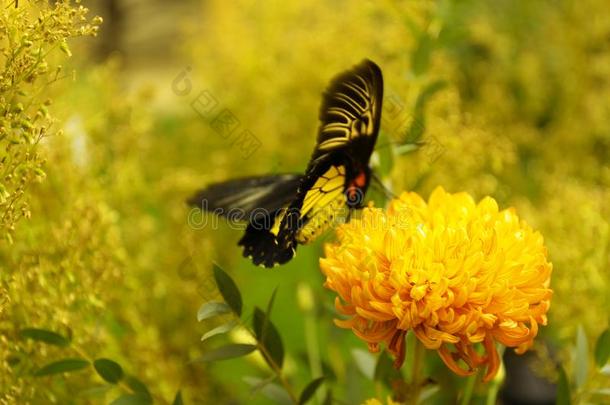 美丽的普通的鸟翼蝴蝶向花