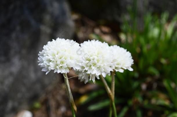 阿尔<strong>梅里亚</strong>假单孢菌和球-合适的白色的花