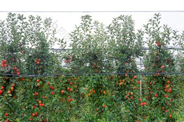 红色的苹果果园落下季节背景