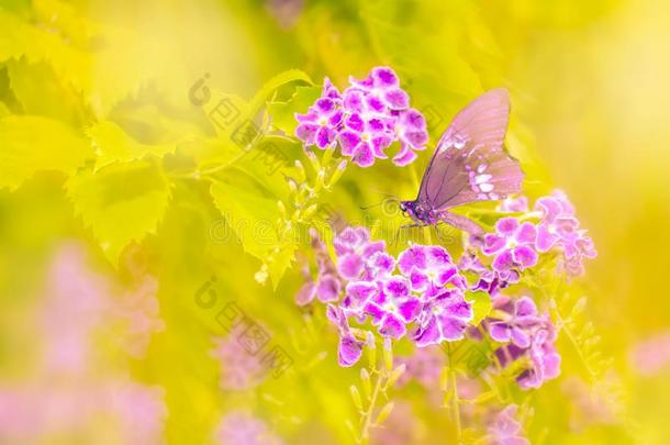 花和蝴蝶黄色的背景