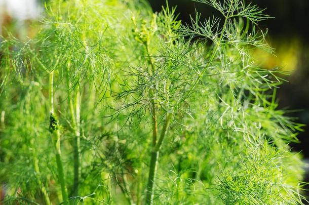 小茴香草叶子背景.好的芳香的绿色的有机的小茴香叶子