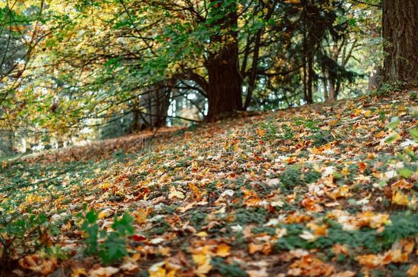 富有色彩的树叶采用指已提到的人MagneticTape磁带.单面小鼓公园采用波特兰,秋季节