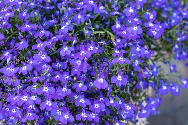 蓝色尾山梗莱属的植物蓝宝石花或边缘现象山梗莱属的植物,花园英语字母表的第12个字母