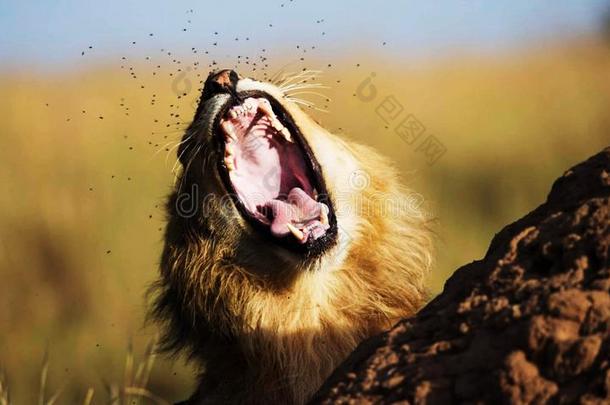 一狮子生长的和看得见的牙和舌头一起和小孩flores花