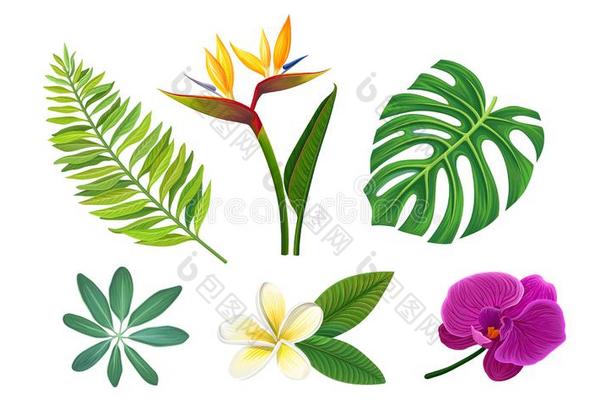 热带的植物矢量有插画的报章杂志放置.不同的异国的植物群