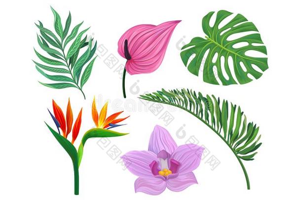 热带的植物矢量有插画的报章杂志放置.不同的异国的植物群