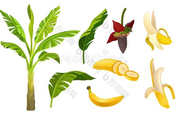 香蕉植物矢量有插画的报章杂志放置和树叶和成果伊斯拉特