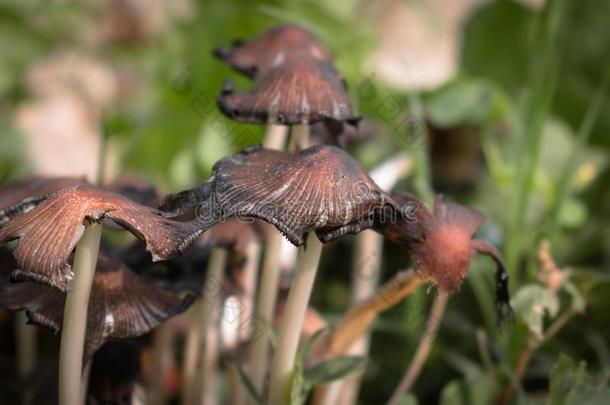 蘑菇是腐烂真菌,寄生物或互惠的；.