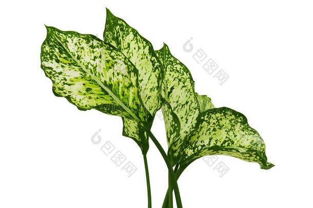 aglaonema公司植物的叶子,春季雪中国人常绿植物,异国的托尼卡