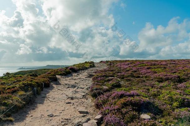 临海的徒步旅行跟踪通过丁香花属和紫色的荒地草地