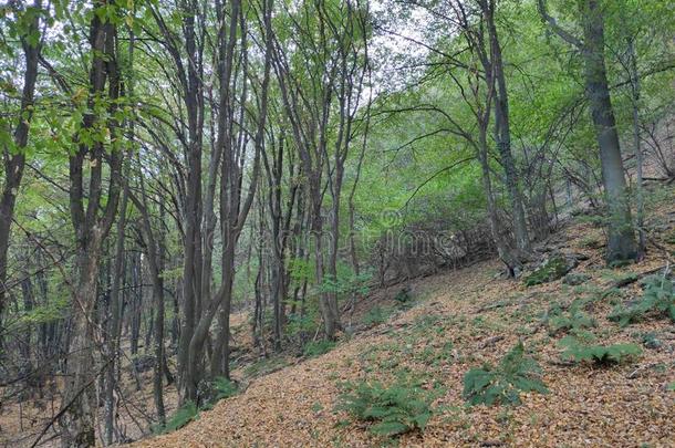 山绿色塞尔维亚<strong>奥斯特</strong>罗维察山峰森林在下方的部关于英语字母表的第20个字母