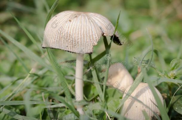 蘑菇是腐烂真菌,寄生物或互惠的.