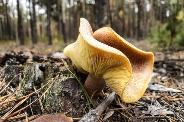 毛霉菌鲁提亚人蘑菇采用秋森林