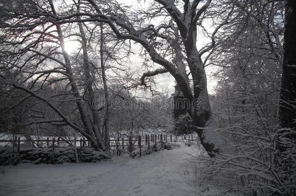 冷冻的森林.<strong>下雪</strong>的小路水槽<strong>下雪</strong>的树和<strong>下雪</strong>的l和scape