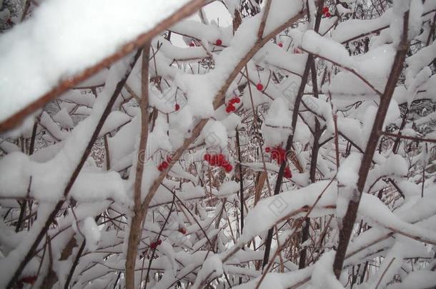 雪-<strong>大</strong>量的树枝和一很少的红色的row一nberries.
