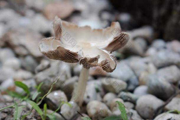 蘑菇是腐烂真菌,寄生物或互惠的.