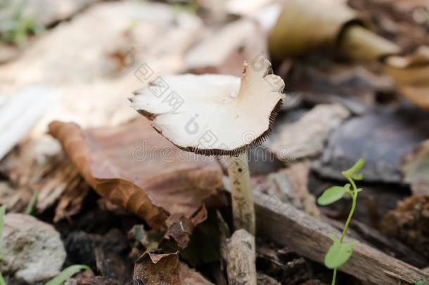 蘑菇是腐烂真菌,寄生物或互惠的.