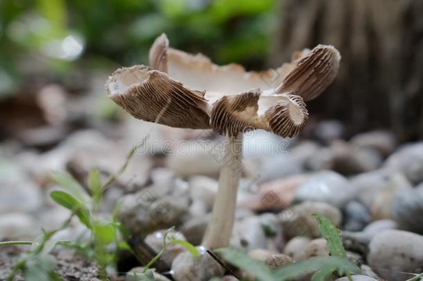 蘑菇是腐烂真菌,寄生物或互惠的.