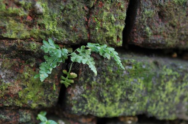 老的破碎的红色的砖墙和绿色的苔藓