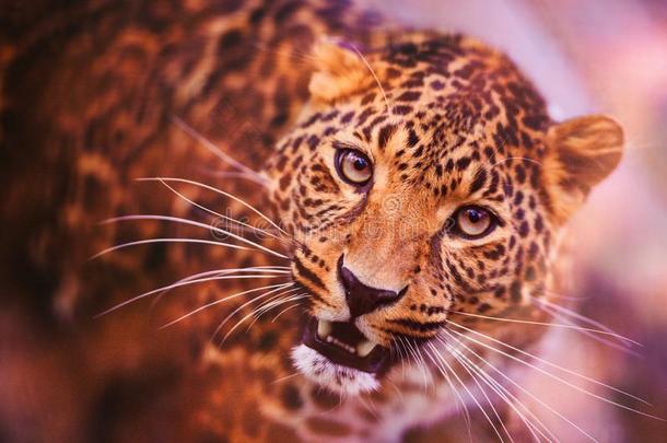 豹,美丽的肖像.动物世界.大的猫