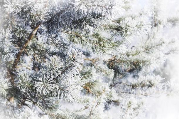 圣诞节冷杉树枝和雪水晶雪flakes关-在上面向英语字母表的第2个字母