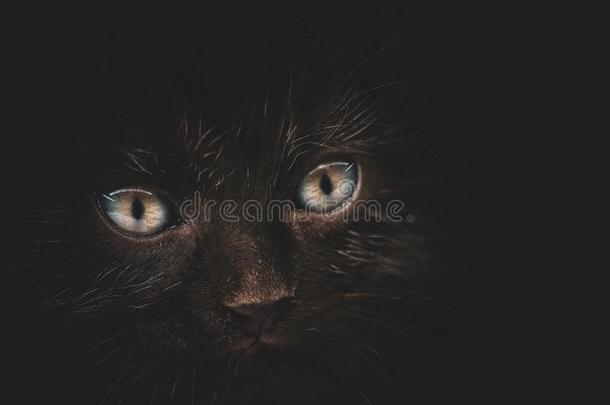 黑的小猫眼睛发光采用指已提到的人黑暗的