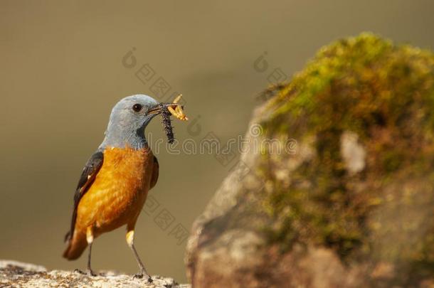 普通的岩石画眉鸟采用它的栖息地-矶鸫属萨克斯蒂利斯