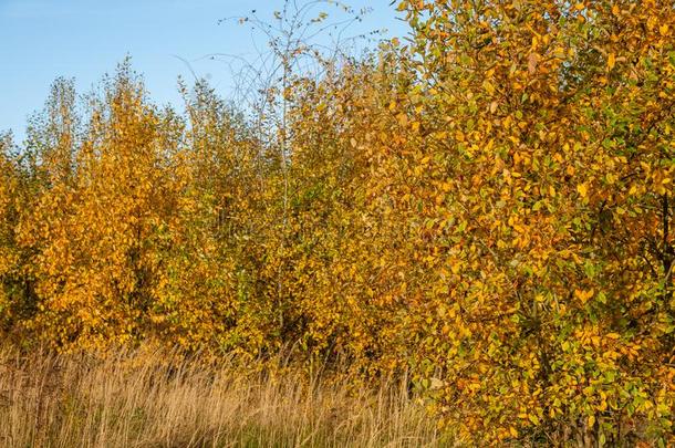秋树满的关于美丽的黄色的树叶