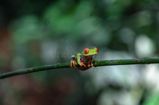 肋瑞肯红色的有眼的树蛙属丽<strong>红眼</strong>蛙卡里德里亚斯向一树Brazil巴西