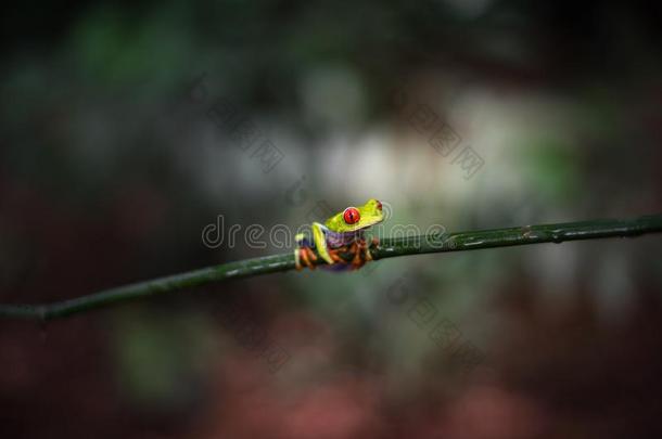肋瑞肯红色的有眼的树蛙属丽红眼蛙卡里德里亚斯向一树Brazil巴西