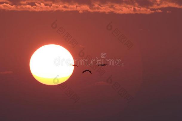 轮廓关于鹤(风化花岗质砂岩风化花岗质砂岩)在日落德国波罗的海的海