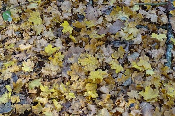 自然的松软的富有色彩的森林地毯从阵亡者秋树叶.