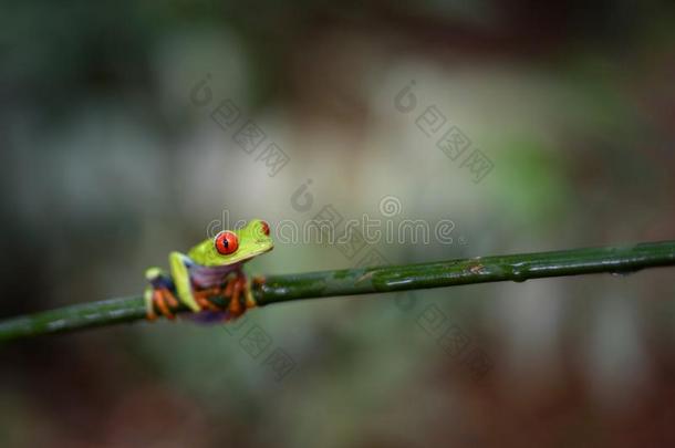 肋瑞肯红色的有眼的树蛙属丽<strong>红眼</strong>蛙卡里德里亚斯向一树Brazil巴西