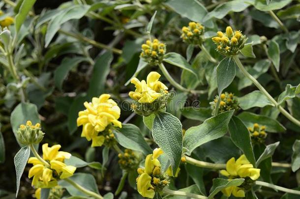 佛洛米斯紫果和深的黄色的花